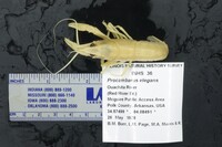 Procambarus elegans image